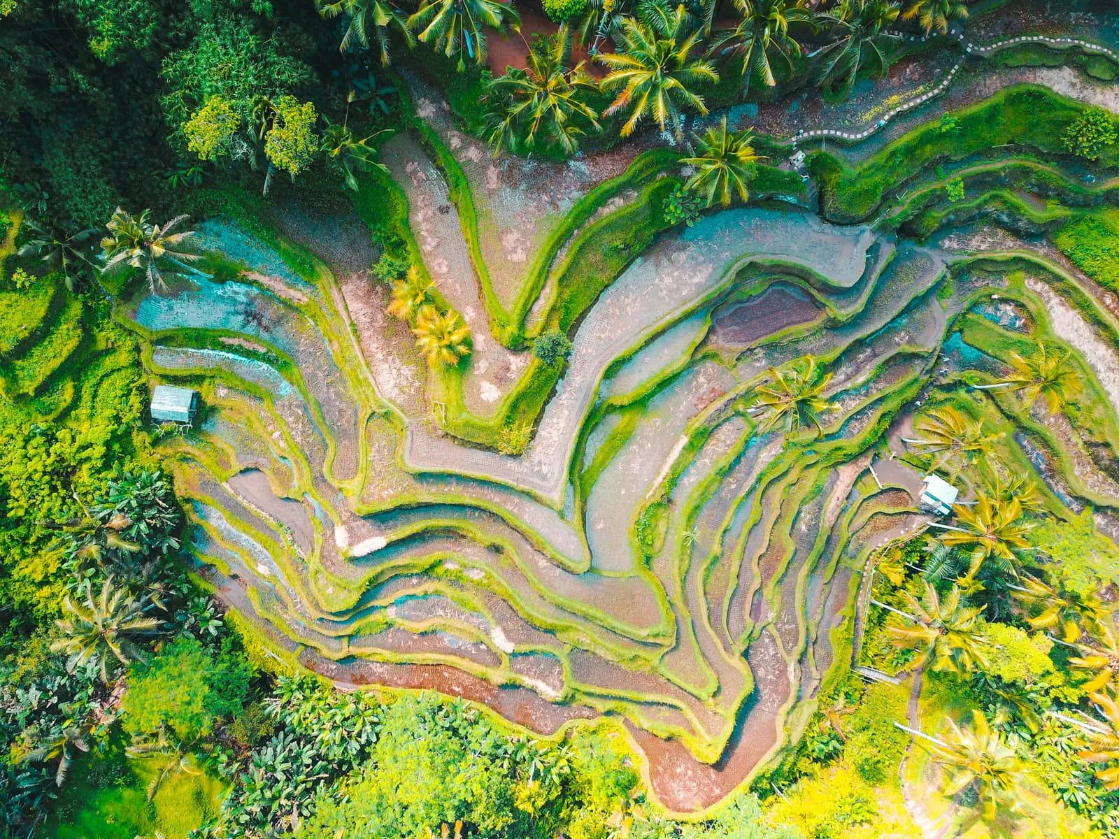 Ubud Isn't Slowing Down, It Just Sounds Like It Is